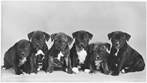 Burge: FALL/STAFF. BULL TERRIER