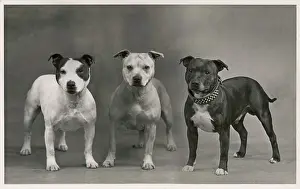 Owners: FALL/STAFF. BULL TERRIER