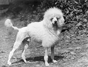 Poodle: FALL/STANDARD POODLE/33