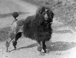 Poodle: FALL/STANDARD POODLE/35