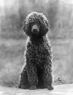 Poodle: FALL/STANDARD POODLE/37