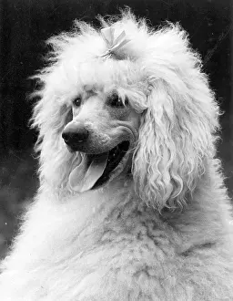 Poodle: FALL/STANDARD POODLE/38