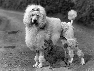 Abdul: FALL/STANDARD POODLE/38