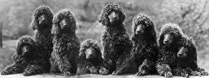 Poodle: FALL/STANDARD POODLE/38