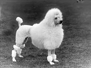 Poodle: FALL/STANDARD POODLE/39