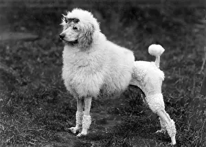 Tartan: FALL/STANDARD POODLE/39