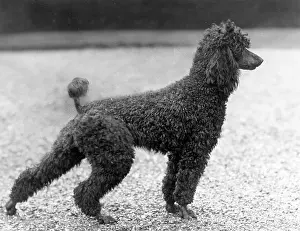 Exaggerated: FALL/STANDARD POODLE/40