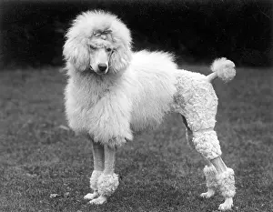 Poodle: FALL/STANDARD POODLE/41