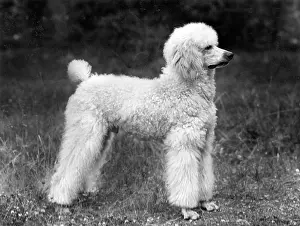 Poodle: FALL/STANDARD POODLE/45