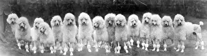 Poodle: FALL/STANDARD POODLE/50