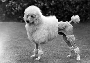 Poodle: FALL/STANDARD POODLE/50