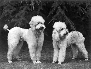 Poodle: FALL/STANDARD POODLE/51