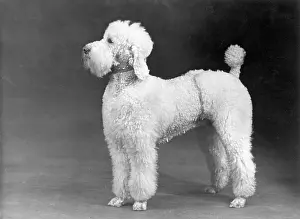 Poodle: FALL/STANDARD POODLE/52