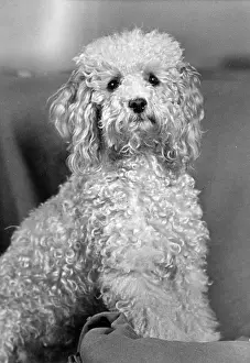 Poodle: FALL/STANDARD POODLE/54