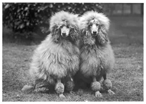 Poodle: FALL/STANDARD POODLE/60
