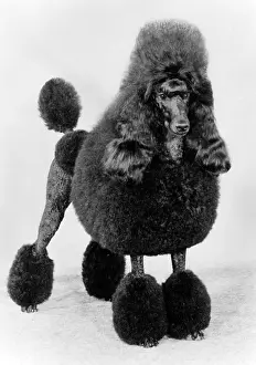 Owners: FALL/STANDARD POODLE/84