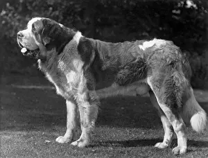 Staines: FALL/ST.BERNARD/1926