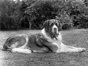 Abbots: FALL/ST.BERNARD/1930