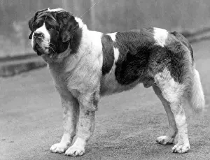 Marquis: FALL/ST.BERNARD/1937