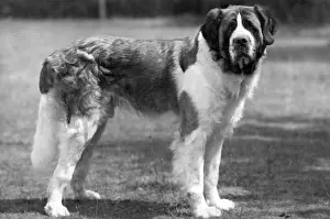 Tristan: FALL/ST.BERNARD/1945