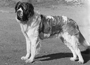 Stbernard: FALL/ST.BERNARD/1961