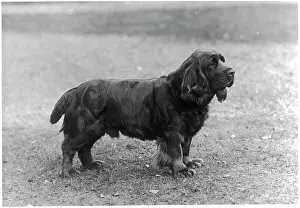 Scholfield: FALL/SUSSEX SPANIEL/1933