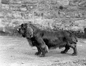 Wigg: FALL/SUSSEX SPANIEL/1938