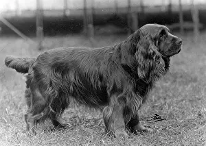 Clovers: FALL/SUSSEX SPANIEL/1953