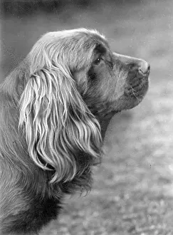 Wigg: FALL/SUSSEX SPANIEL/1955