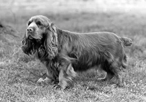 Wigg: FALL/SUSSEX SPANIEL/1958