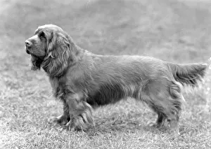 Bury: FALL/SUSSEX SPANIEL/1961