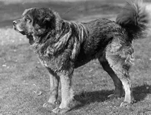 Honourable: FALL/TIBETAN MASTIFF/34