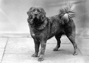 Tonya: FALL/TIBETAN MASTIFF/35