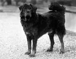 Tibetan: FALL/TIBETAN MASTIFF/37
