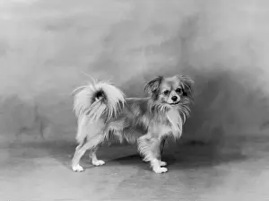 Tibetan: FALL/TIBETAN SPANIEL/'35