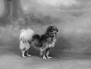 Tibetan: FALL/TIBETAN SPANIEL/'35
