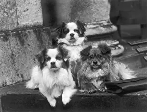 Rajah: FALL/TIBETAN SPANIEL/'35