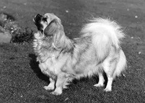 Wynyard: FALL/TIBETAN SPANIEL/'73