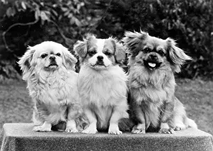 Tibetan: FALL/TIBETAN SPANIEL/'73