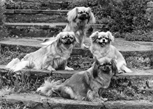 Wynyard: FALL/TIBETAN SPANIEL/'73