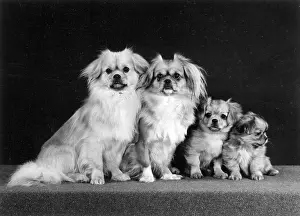 Generations: FALL/TIBETAN SPANIEL/'74