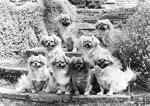 Arranged: FALL/TIBETAN SPANIEL/'75