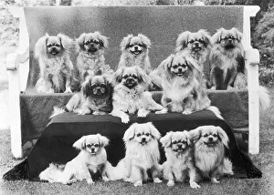 Wynyard: FALL/TIBETAN SPANIEL/'75