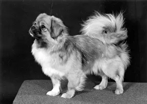 Kung: FALL/TIBETAN SPANIEL/'76