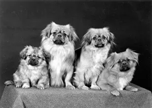 Wynyard: FALL/TIBETAN SPANIEL/'76