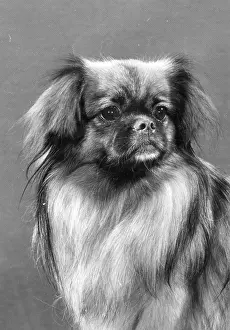 Williamson: FALL/TIBETAN SPANIEL/'79