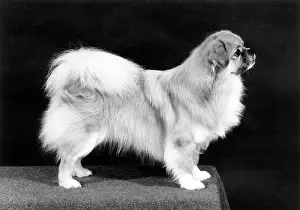 Jenkins: FALL/TIBETAN SPANIEL/'81