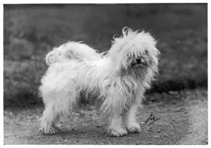 Greig: FALL/TIBETAN TERRIER/30