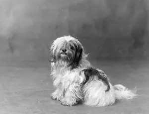 Greig: FALL/TIBETAN TERRIER/35