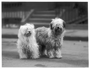 Baba: FALL/TIBETAN TERRIER/37